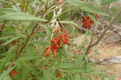 Grevillea monslacana