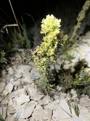 Ipomopsis spicata spicata