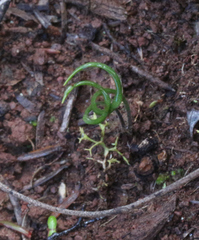Thelymitra matthewsii