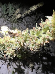 Ipomopsis spicata spicata