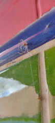 Nephilingis cruentata