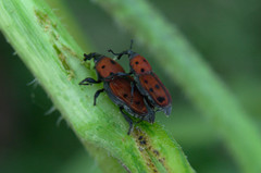 Rhodobaenus tredecimpunctatus