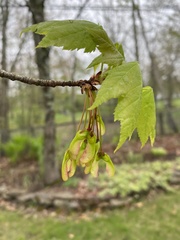 Acer rubrum image
