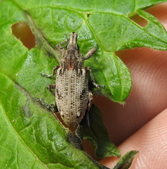 Asproparthenis punctiventris