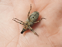 Asproparthenis punctiventris