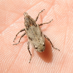 Asproparthenis punctiventris