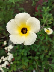 Turnera subulata