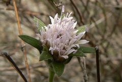 Pterocephalus multiflorus
