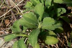 Pterocephalus multiflorus