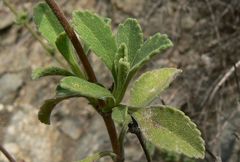 Pterocephalus multiflorus