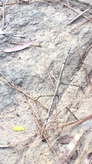 Cladomorphus phyllinus