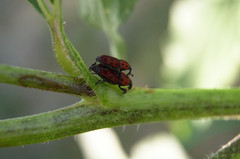Rhodobaenus tredecimpunctatus