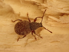 Otiorhynchus rotundus