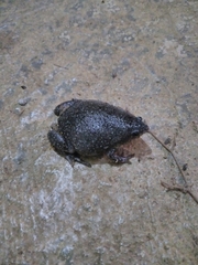 Elachistocleis pearsei