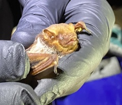 Lasiurus seminolus