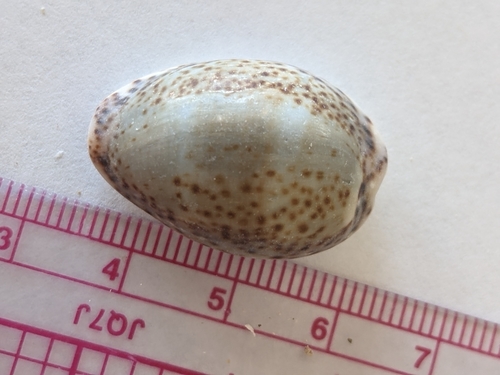 Thrush cowrie