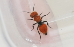 Pseudomethoca anthracina