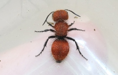 Pseudomethoca anthracina