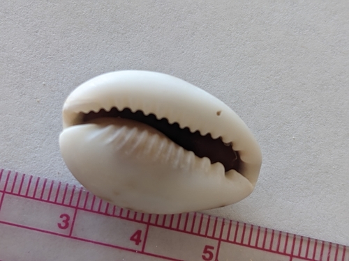 Thrush cowrie