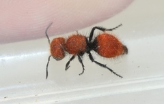 Pseudomethoca anthracina