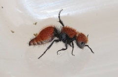 Pseudomethoca anthracina