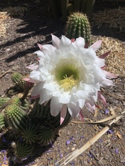 Trichocereus spachianus