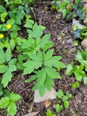 Lamprocapnos spectabilis