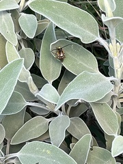 Eucera