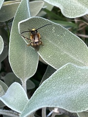 Eucera