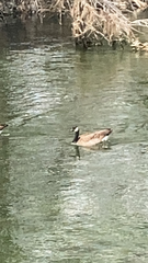 Branta canadensis