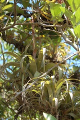 Tillandsia belloensis