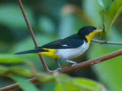 Hemithraupis flavicollis