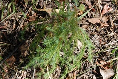 Juniperus gamboana