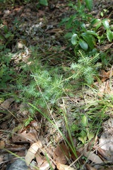 Juniperus gamboana