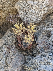 Dudleya abramsii affinis