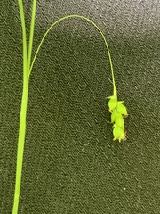 Carex laxiculmis copulata