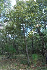 Quercus segoviensis