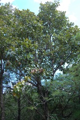 Quercus segoviensis