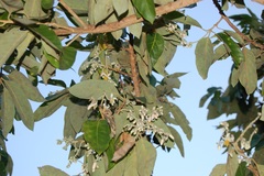 Styrax argenteus