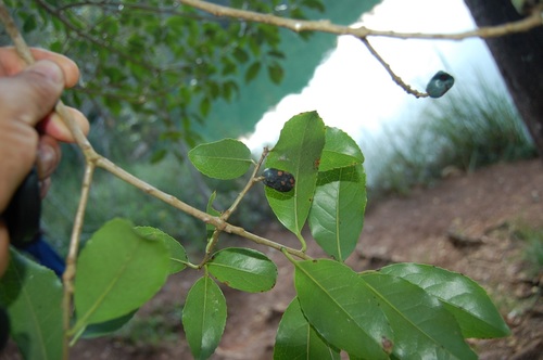 Symplocos limoncillo (Symplocos limoncillo)