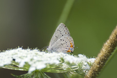 Satyrium acadica
