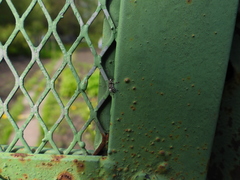 Tropideres albirostris