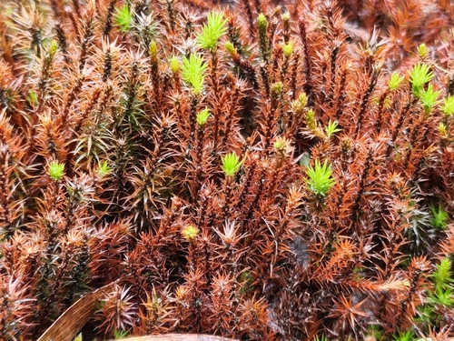 Polytrichum commune observed 2022-05-16