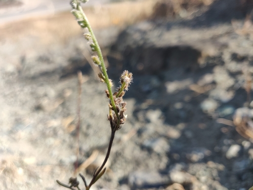 Image of Flaccid Cryptantha (Cryptantha flaccida) by (c) Alexander Wentworth, some rights reserved (CC BY)