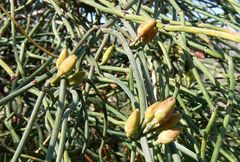 Ephedra foeminea