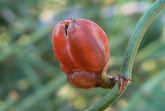 Ephedra foeminea