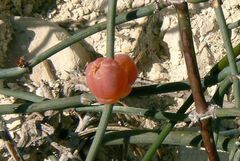 Ephedra foeminea