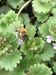 Apis mellifera