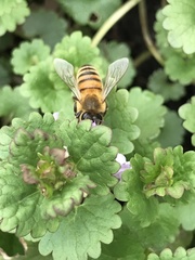 Apis mellifera