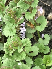 Apis mellifera